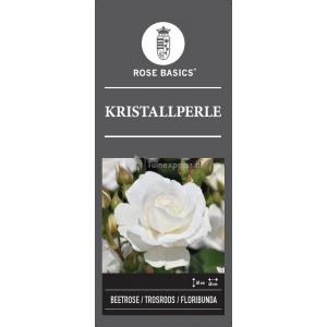 Trosroos (rosa "Kristal Perle")