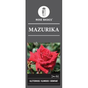 Klimroos (rosa "Mazurika")
