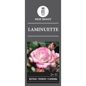 Trosroos op stam (rosa "Laminuette") 