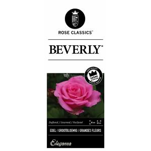 Grootbloemige roos (rosa "Beverly"®)