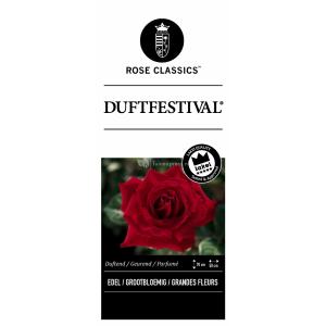 Grootbloemige roos (rosa "Duftfestival"®)