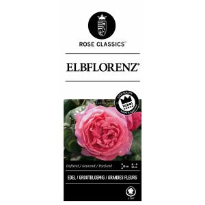 Grootbloemige roos (rosa "Elbflorenz"®)