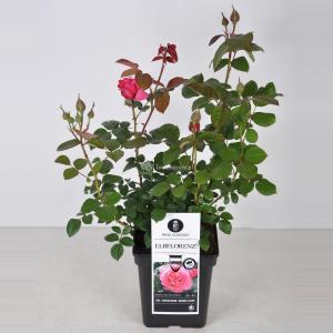 Grootbloemige roos (rosa "Elbflorenz"®)