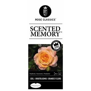 Grootbloemige roos (rosa "Scented Memory"®)