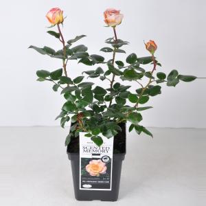 Grootbloemige roos (rosa "Scented Memory"®)