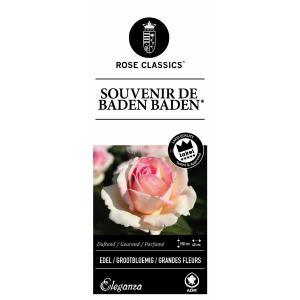 Grootbloemige roos (rosa "Souvenir de Baden Baden"®)