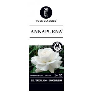 Grootbloemige roos (rosa "Annapurna"®)