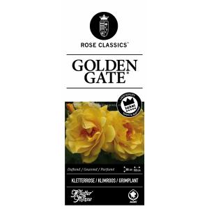 Klimroos (rosa "Golden Gate"®)