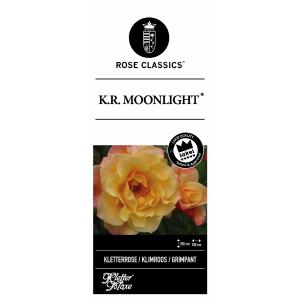 Klimroos (rosa "Moonlight"®)