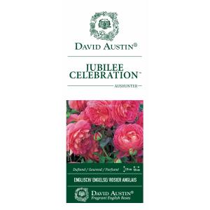 Engelse roos (rosa "Jubilee Celebration"®)