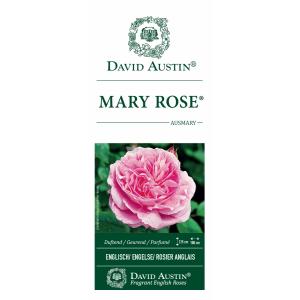 Engelse roos (rosa "Mary Rose"®)
