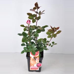 Grootbloemige roos Parfum de Nature (rosa "Acapella"®)