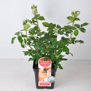 Grootbloemige roos Parfum de Nature (rosa "Annapurna"®)