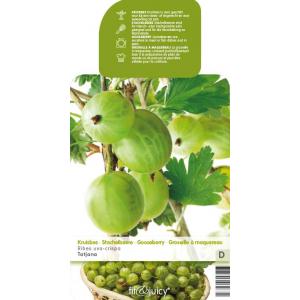 Groene kruisbes (ribes uva crispa "Tatjana") fruitplanten