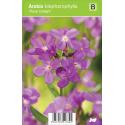 Rijstebrij (arabis blepharophylla "Rose Delight") voorjaarsbloeier