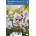 Ooievaarsbek (geranium cantabrigiense "Biokovo") schaduwplant