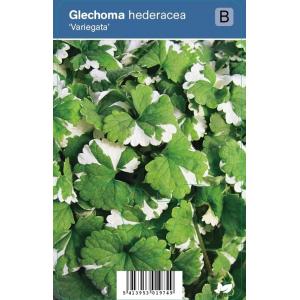 Hondsdraf (glechoma hederacea "Variegata") schaduwplant