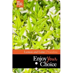 Hemelse bamboe (Nandina domestica “Lemon and Lime”®) heester