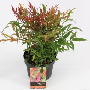 Hemelse bamboe (Nandina domestica “Tuscan Flame”®) heester