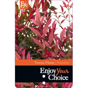 Hemelse bamboe (Nandina domestica “Tuscan Flame”®) heester