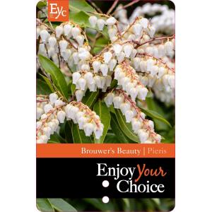 Rotsheide (Pieris Japonica “Brouwers Beauty”) heester
