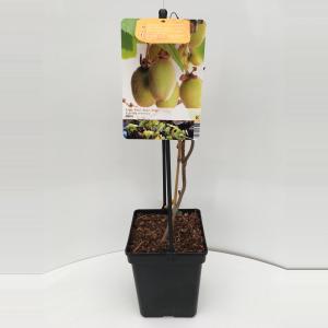 Kiwi (actinidia chinensis "Jenny") fruitplanten