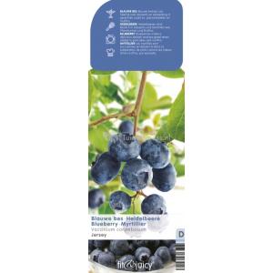 Bosbes (vaccinium corymbosum "Jersey") fruitplanten