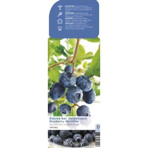 Bosbes (vaccinium corymbosum "Jersey") fruitplanten