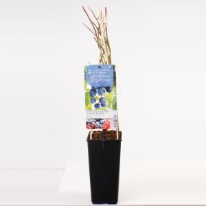 Bosbes (vaccinium corymbosum "Duke") fruitplanten