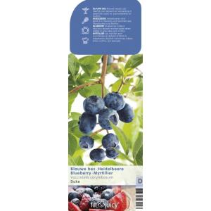 Bosbes (vaccinium corymbosum "Duke") fruitplanten