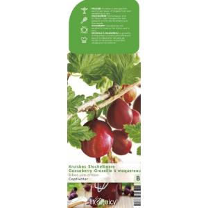 Rode kruisbes (ribes uva crispa "Captivator") fruitplanten