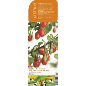 Gojibes (Lycium Barbarum "Gojibes") fruitplanten