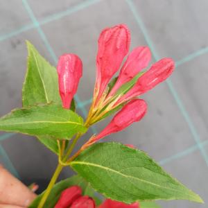 Weigela Florida struik All Summer Red