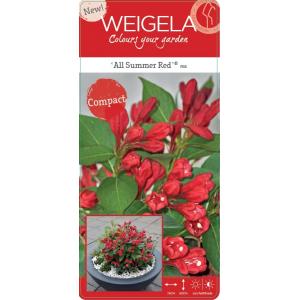 Weigela Florida struik All Summer Red