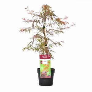 Japanse esdoorn (Acer palmatum "Garnet Tower") heester