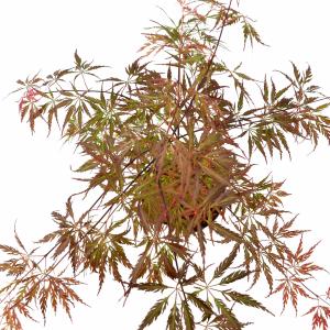 Japanse esdoorn (Acer palmatum "Garnet Tower") heester