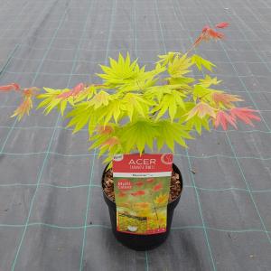 Japanse esdoorn (Acer shirasawanum "Moonrise") heester