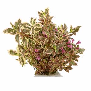 Weigela Florida struik Monet