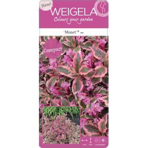 Weigela Florida struik Monet