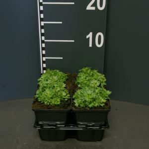 Steenbreek (saxifraga arendsii "Carpet White") bodembedekker