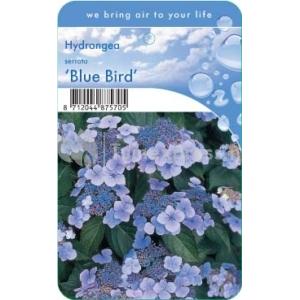 Hydrangea Serrata "Blue Bird" berghortensia
