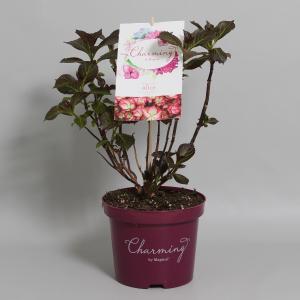 Hydrangea Macrophylla "Charming® Alice Pink"® boerenhortensia