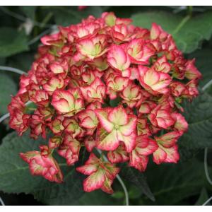 Hydrangea Macrophylla "Charming® Alice Pink"® boerenhortensia