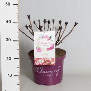 Hydrangea Macrophylla "Charming® Sophia Pink"® boerenhortensia