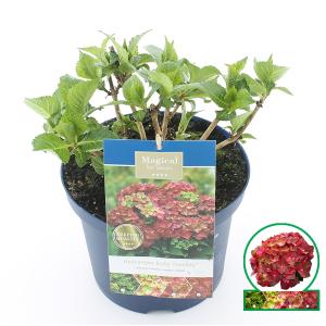 Hydrangea Macrophylla "Magical Ruby Tuesday"® boerenhortensia