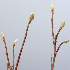 Magnolia struik Soulangeana Superba