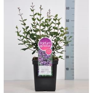Dwergsering (syringa Bloomerang®"Dark Purple")