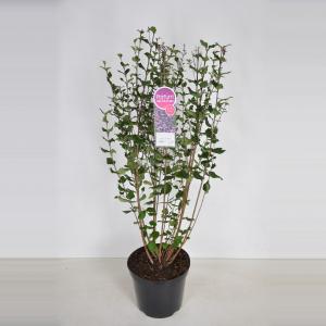 Dwergsering (syringa Bloomerang®"Dark Purple")