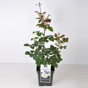 Grootbloemige roos (rosa "Memoire"®)