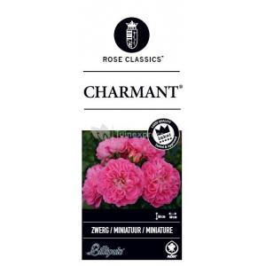Miniatuurroos (rosa "Charmant"®)